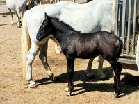 Die kleinen Fohlen der Lipizzaner sind braun und werden erst mit etwa 6 Jahren weiß