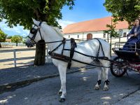 Wir machen in Lipica eine Kutschfahrt auf dem Gestüt