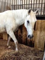 Es sind wunderschöne Tiere, diese Lipizzaner