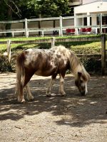 Für die jungen Besucher gibt es in Lipica auch Ponys
