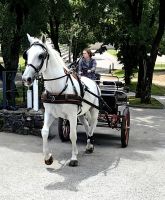 Eine Kutschfahrt in Lipica ist ein Erlebnis