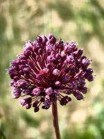 Wilder Lauch in der Nähe von der Weinverkostung bei Familie Kralj