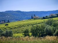 Landschaft wie in der Toskana, bei Körper, Weingut Kralj