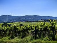 Weinreben des Weingut Kralj bei Koper