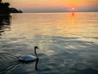 Ein Schwan kommt und bettelt um Futter