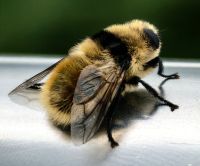 Eine Reh-Rachendasselfliege beobachtet die Umgebung von Smartno