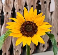 Sonnenblume in einem Vorgärtchen von Kranjska Gora