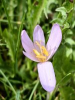 Alpen Herbstzeitlose blühen auf den Wiesen nahe des Bohinjsees