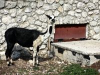 Nanu, auf dem Vogelplateau stehen Alpakas