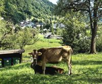 Die Milchlieferanten beim fressen, Stara Fuzina
