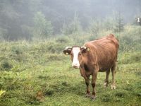 Neugierig werden wir begutachtet, Vrsic Paß