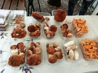 Auf dem Markt gibt es frische Pilze