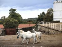 Zu Besuch im Gestüt Lipica, Sezana