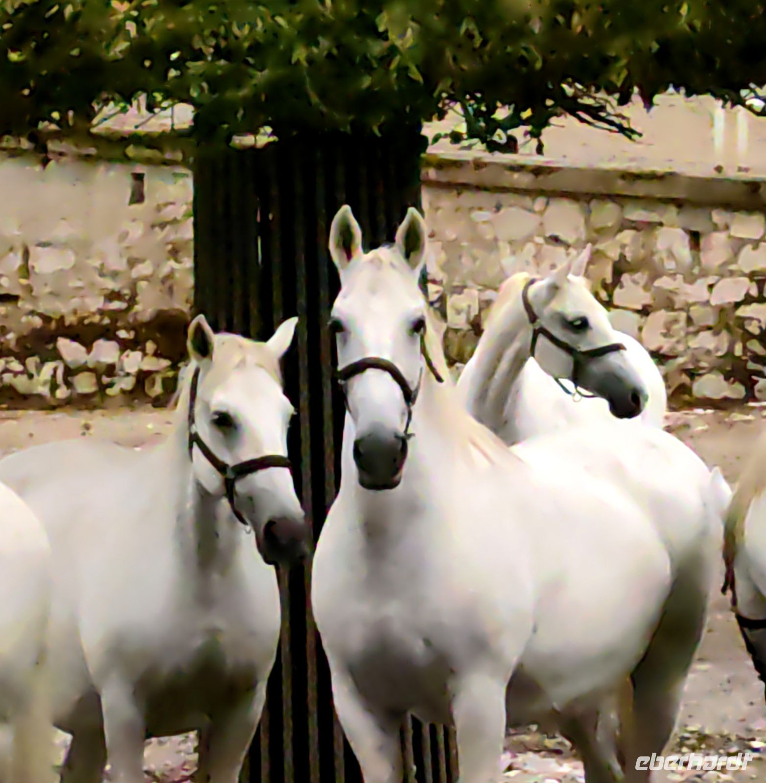 Die bildschönen Lippizanerhengste in Lipica