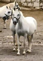 Lippizaner in Lipica