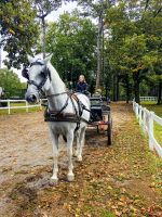 Wir machen eine Kutschfahrt über das Gestüt