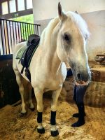 Hier wird gerade einer der Hengste gesattelt zum Ausritt