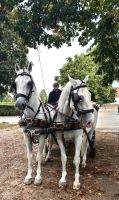 Kutschfahrt über das Gestüt