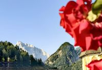 Rosen vor den Bergen in Kranjska Gora