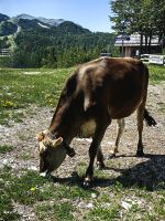 Auf dem Vogelplateau grasen friedlich die Kühe