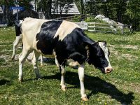 Wie auf der Alm, Vogelplateau