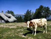 Kuh Frieda auf dem Vogelplateau