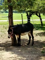 Im Dorf erwartet uns ein Esel 