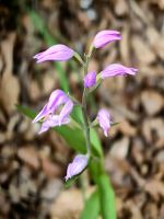 Waldvöglein Orchidee im Bohijntal
