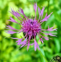 Flockenblume am Wegesrand, Bohijntal