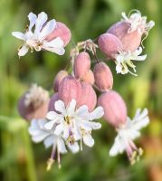 Silene Vulgaris auf der Wiese hinter unserem Hotel in Kranjska Gora