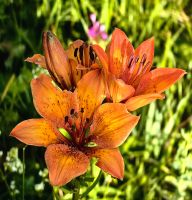 Feuerlilie in Kranjska Gora