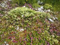 Die Almwiesen sind mit Blumen regelrecht übersät