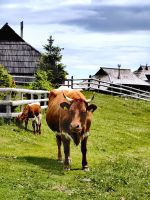 Friedlich grasende glückliche Kühe