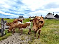 Auf der Velika Planina laufen die Kühe frei herum