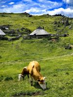 Szenerie wie aus dem Heidi Film, Velika Planina
