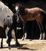 Dunkle Fohlen der Lipizaner