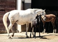 Die Fohlen der Lipizaner sind dunkel