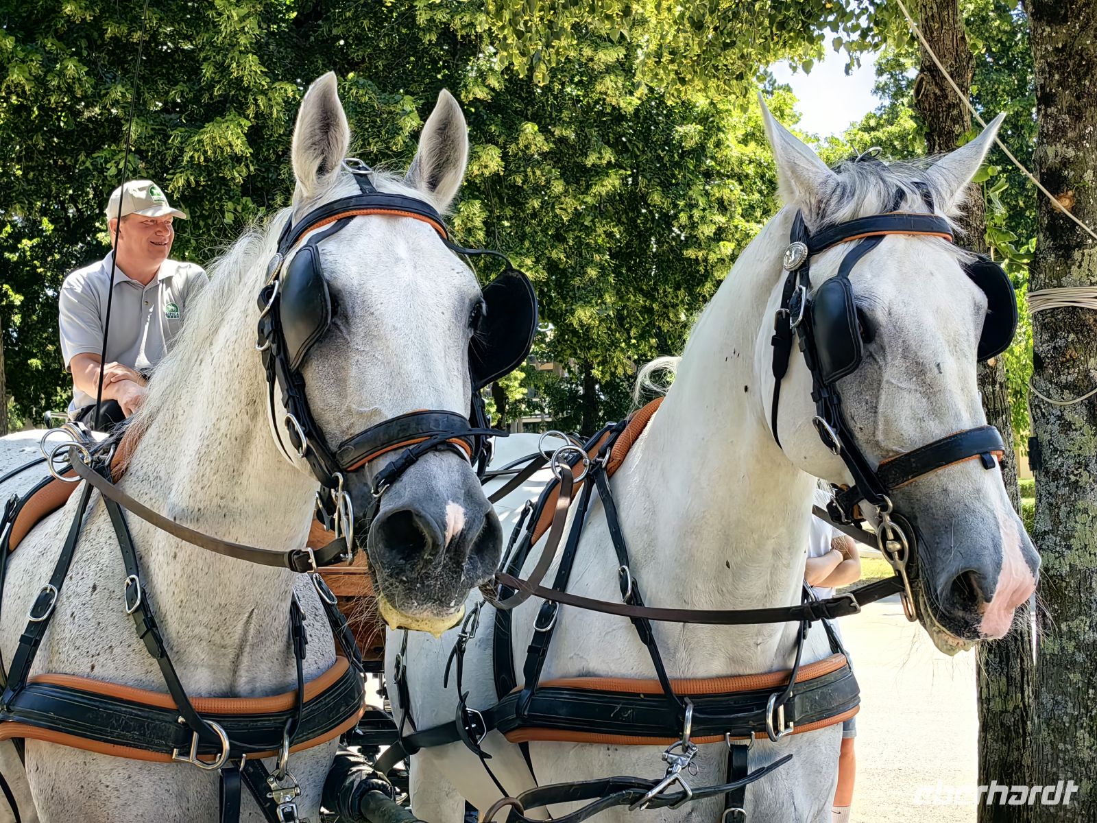 Wir machen eine Kutschfahrt über das Gestüt