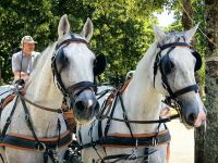 Wir machen eine Kutschfahrt über das Gestüt