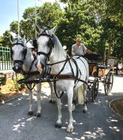 Im Gestüt in Lipiza