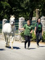 Ein Hengst wird zum Training geführt
