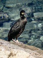 Ein Kormoran beäugt uns neugierig