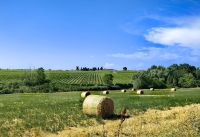Landschaft wie in der Toskana, Weingut Kralj bei Koper