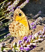 Ochsenauge auf Lavendel