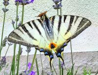 Segelfalter im Lavendel