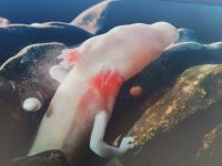 Grottenolme sehen aus wie kleine Drachen