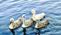 Junge Schwäne am Bleder See &ndash; &copy; Simone Willner (Eberhardt TRAVEL)
