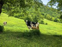 Die glücklichen Kühe des Bohinjtales &ndash; &copy; Simone Willner (Eberhardt TRAVEL)