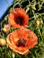 Mohnblumen am Morgen in Bled &ndash; &copy; Simone Willner (Eberhardt TRAVEL)