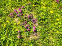 Die Wiesen sind voller Blumen auf der Velika Planina &ndash; &copy; Simone Willner (Eberhardt TRAVEL)